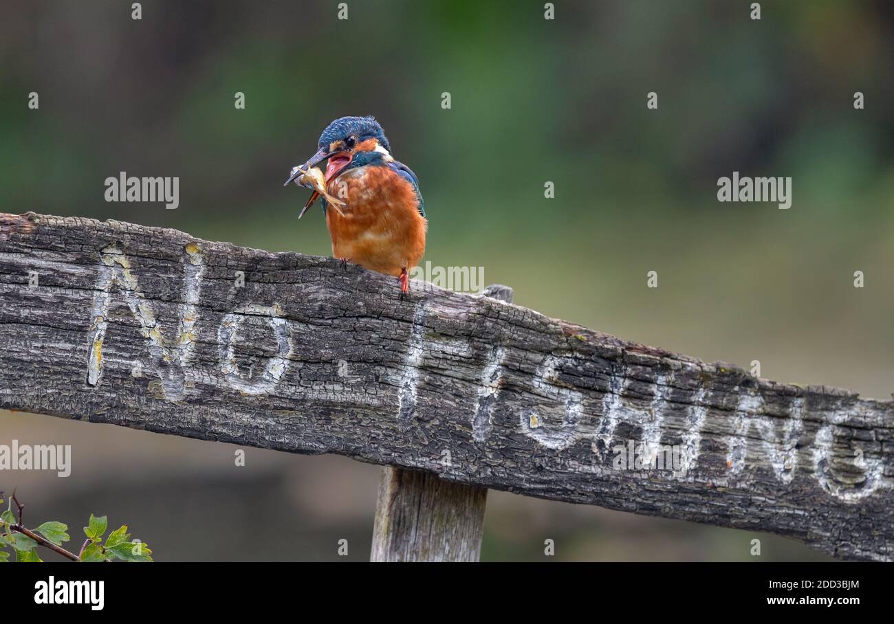 Kingfisher Stock Photo