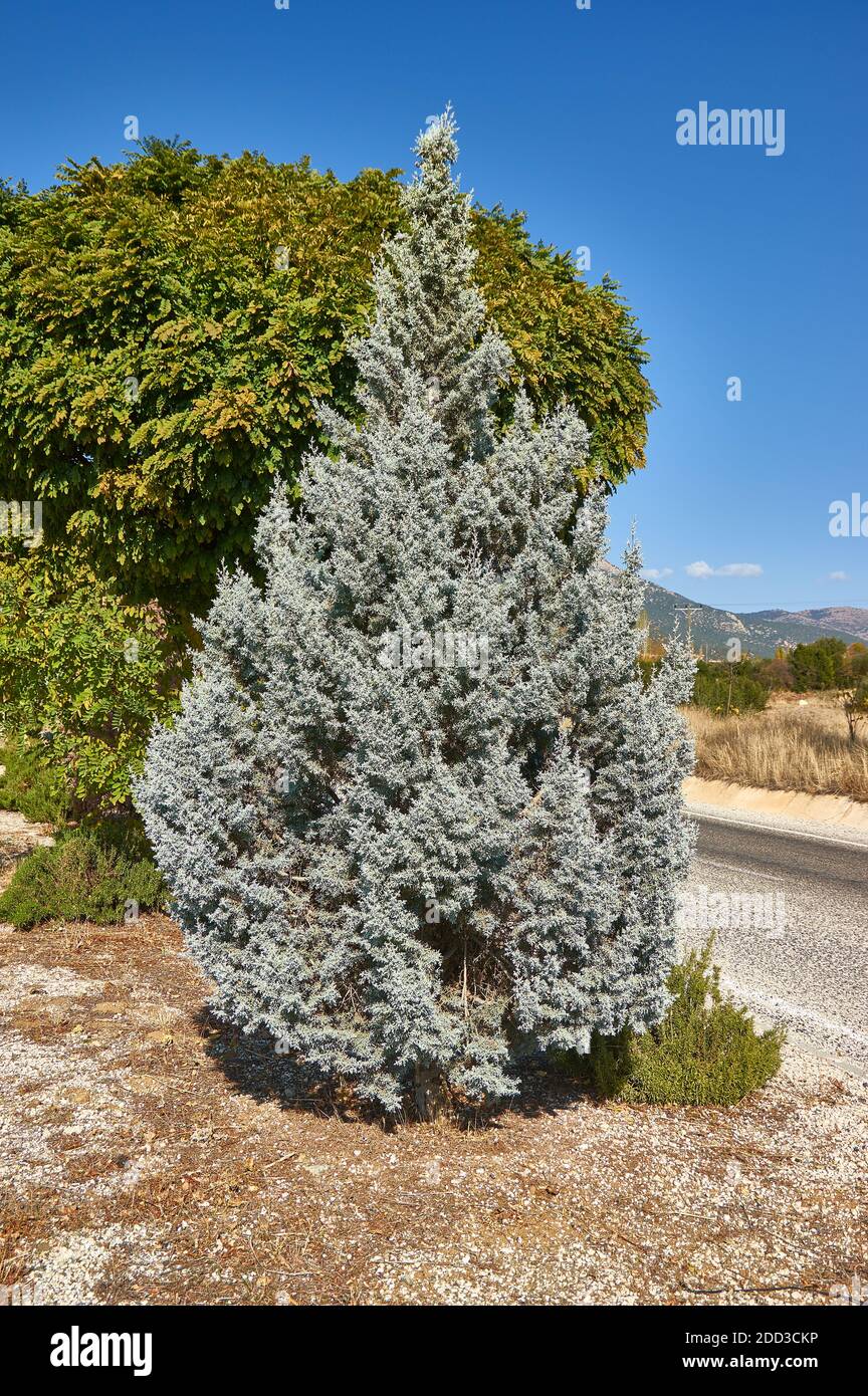 Juniperus scopulorum — Blue Arrow close up Stock Photo