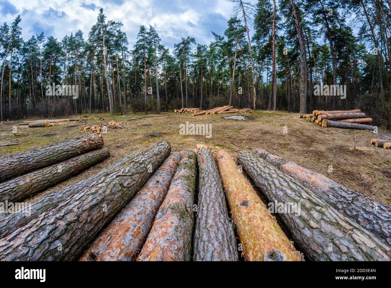 Logging and deforestation.The destruction of the environment. Stock Photo