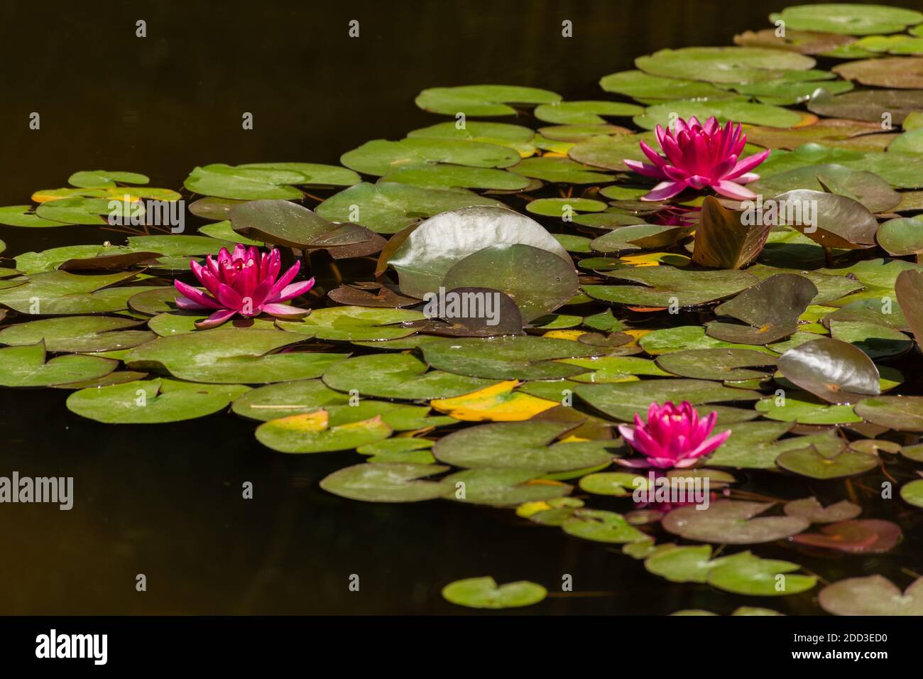 Pink lotuses bloom on an ornamental pond in the garden. Lotus flower Marliacea Rosea or pink water Lily lat. Nymphaea. Floral natural background. Brig Stock Photo