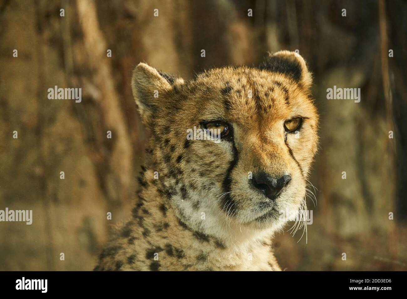 Cheetah close-up Stock Photo