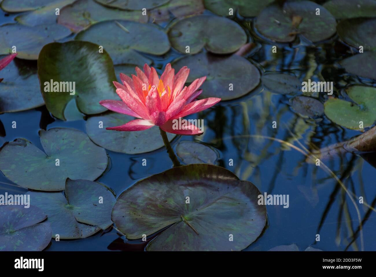 Pink lotuses bloom on an ornamental pond in the garden. Lotus flower Marliacea Rosea or pink water Lily lat. Nymphaea. Floral natural background. Brig Stock Photo