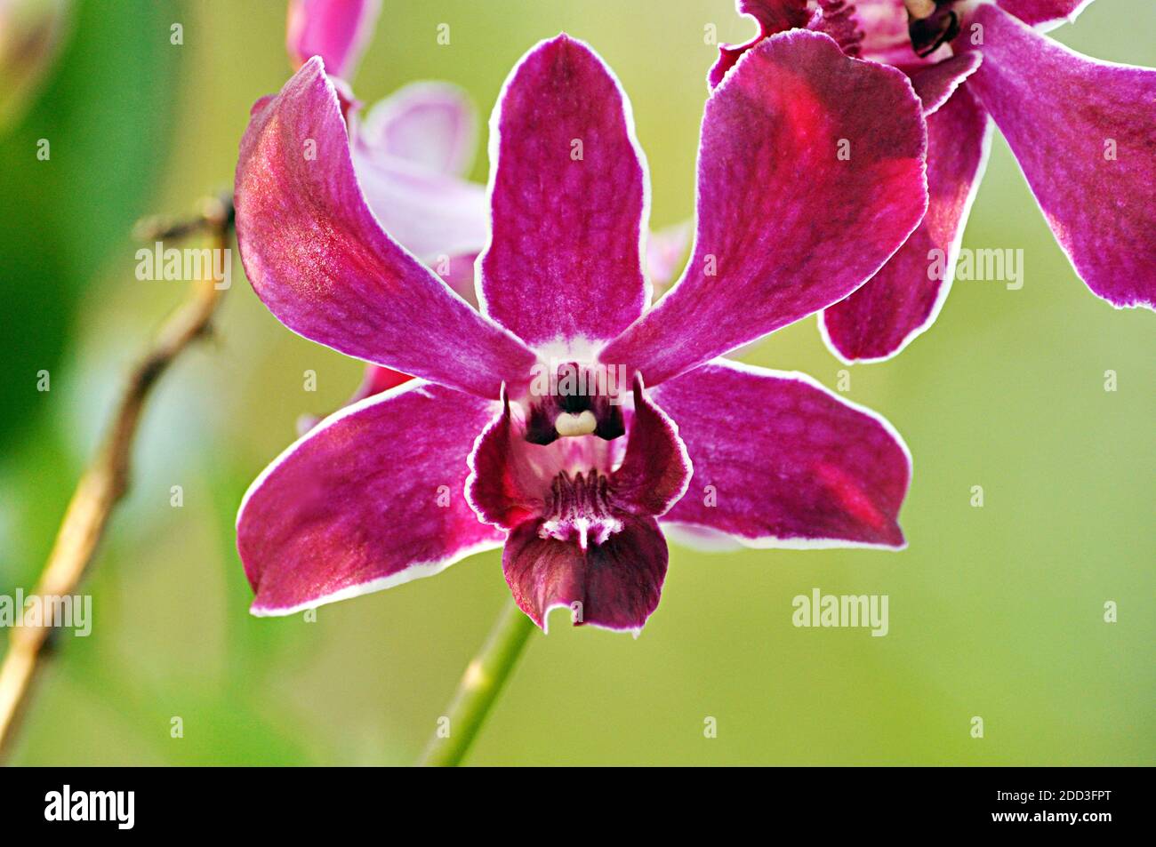 Beauty beautiful hi-res stock photography and images - Alamy