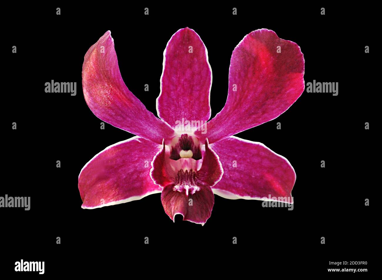 Purple orchid flower - isolated Stock Photo