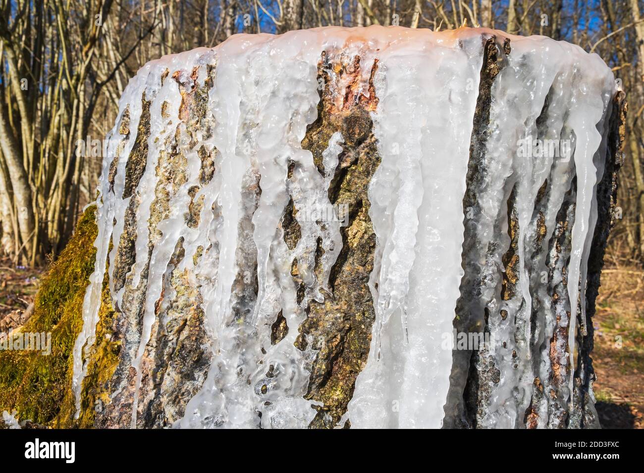 Tree stump with ice in the spring Stock Photo
