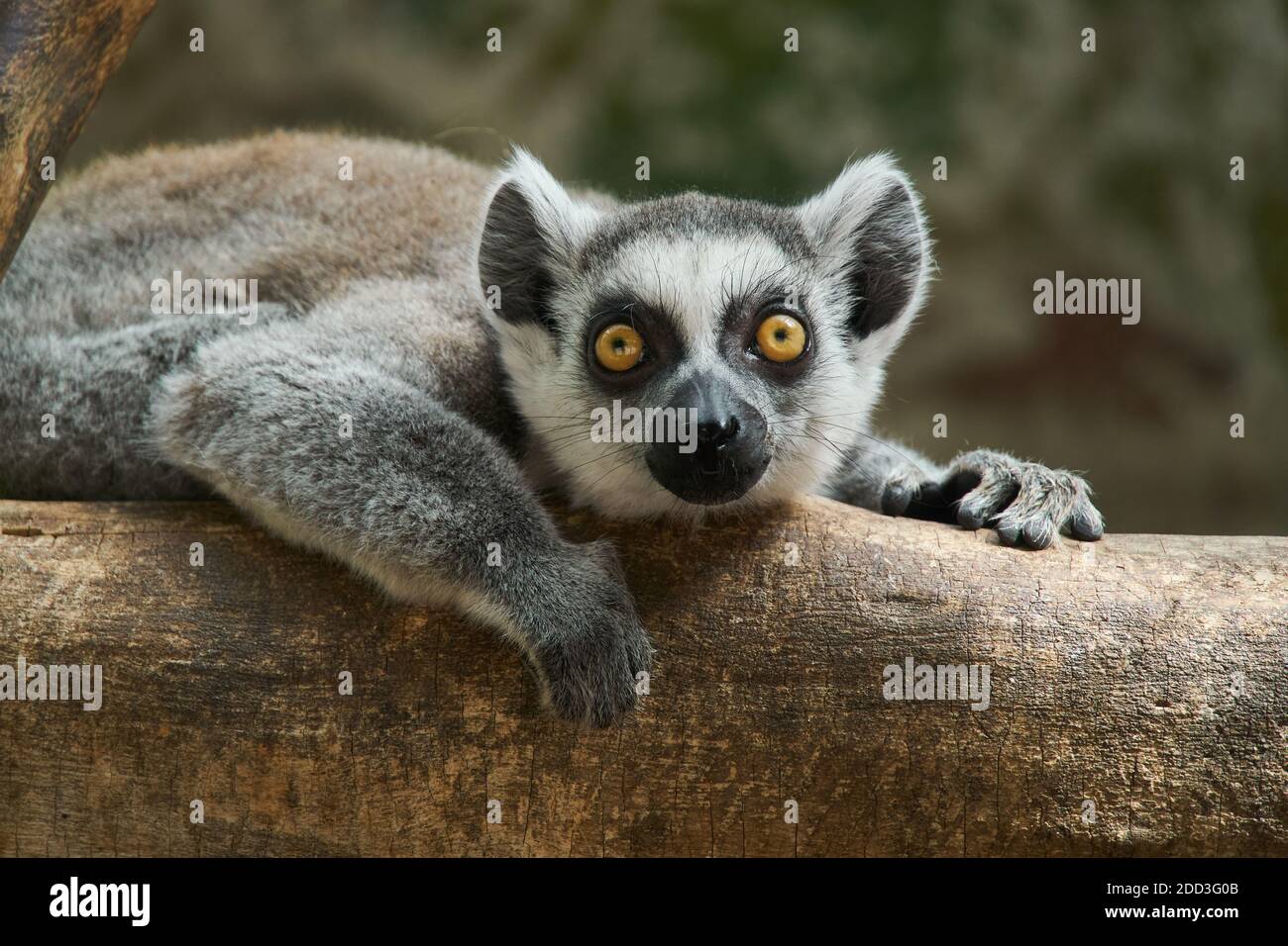 Lying lemur hires stock photography and images Alamy