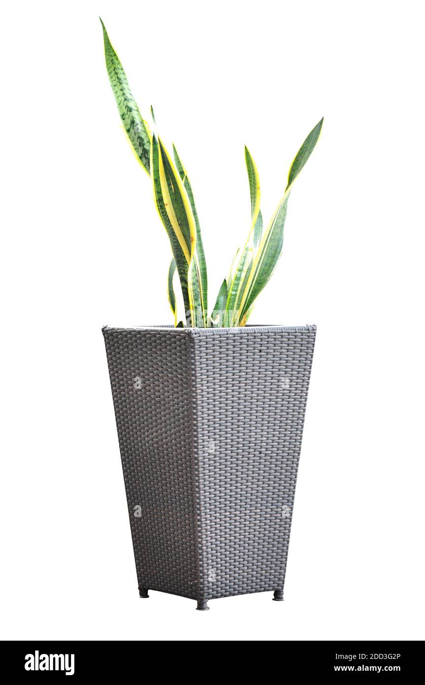 Green plant - Sansevieria  Trifasciata - in wicker flower pot Stock Photo