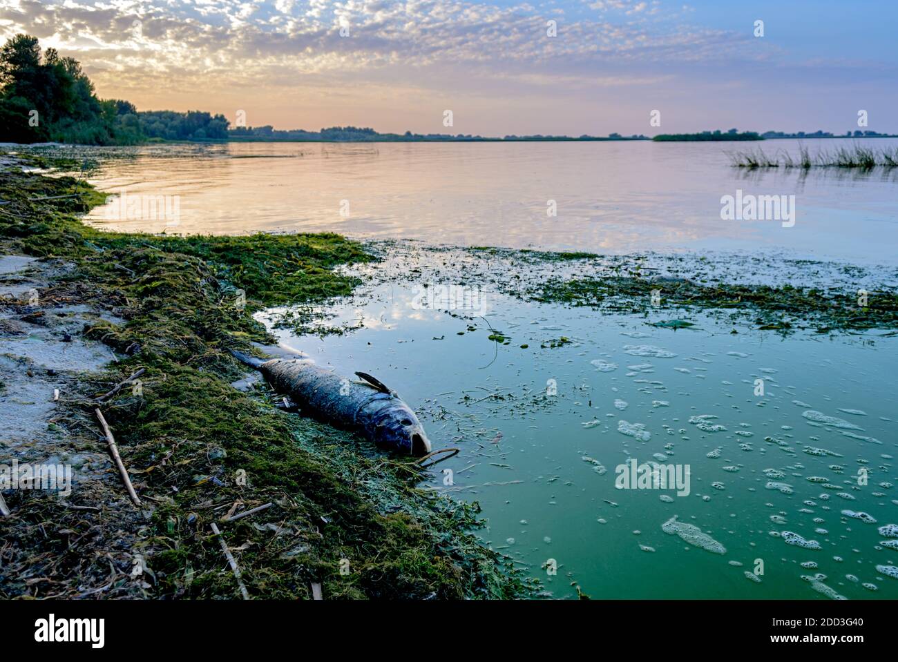 Dead fish in the river. Ecological catastrophy. Green water Stock Photo