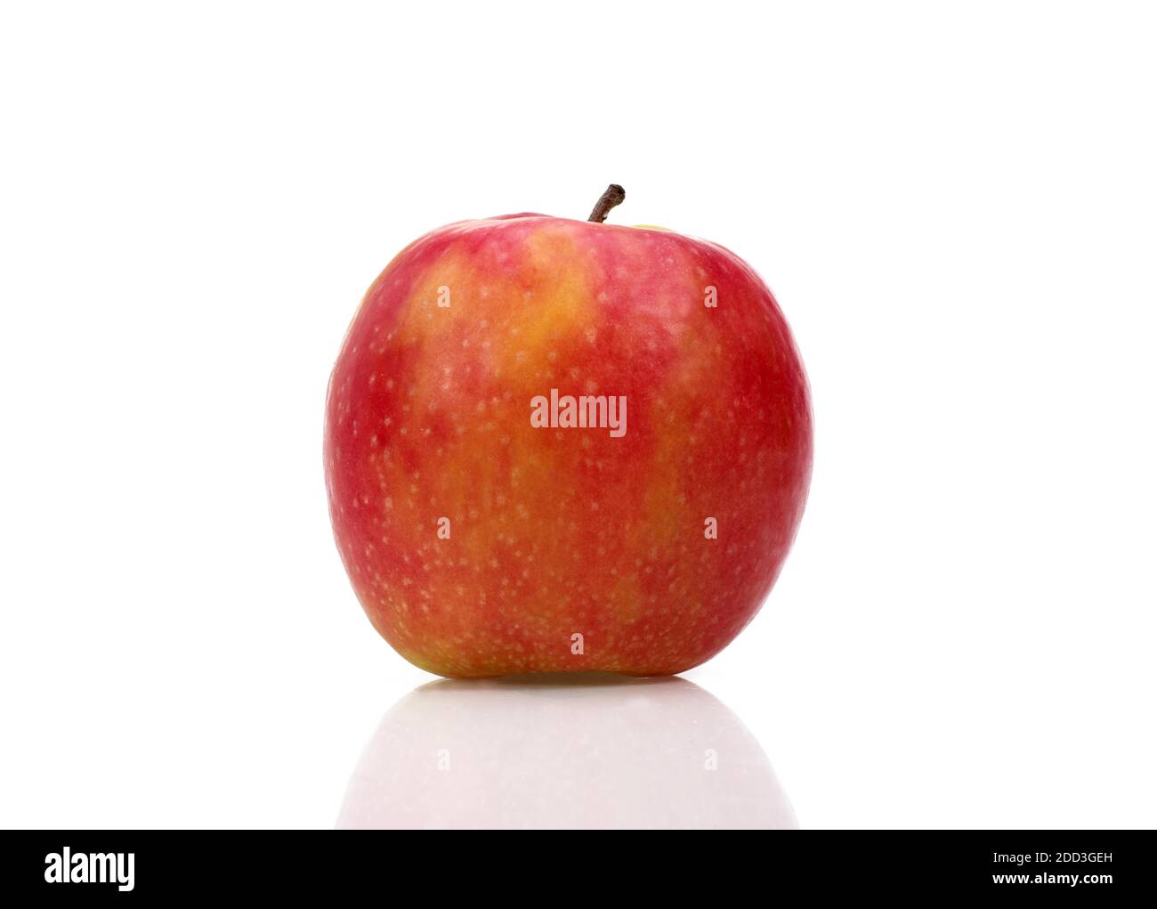 Pink Lady Apple, malus domestica, Against White Background Stock Photo Alamy