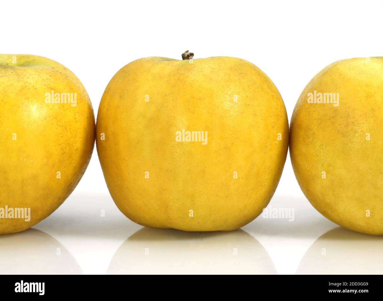 Golden Apples, malus domestica, against White Background Stock Photo