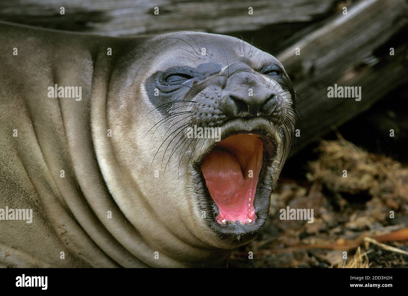 Southern Elephant Seal, mirounga leonina, Female Yawning, Antarctica ...