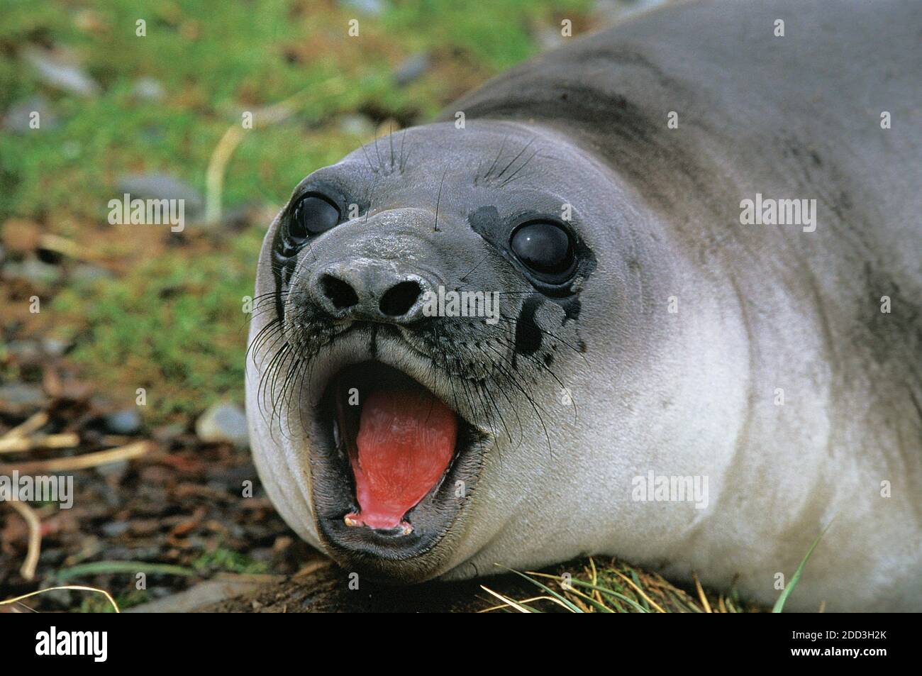 Southern Elephant Seal, mirounga leonina, Female Yawning, Antarctica ...