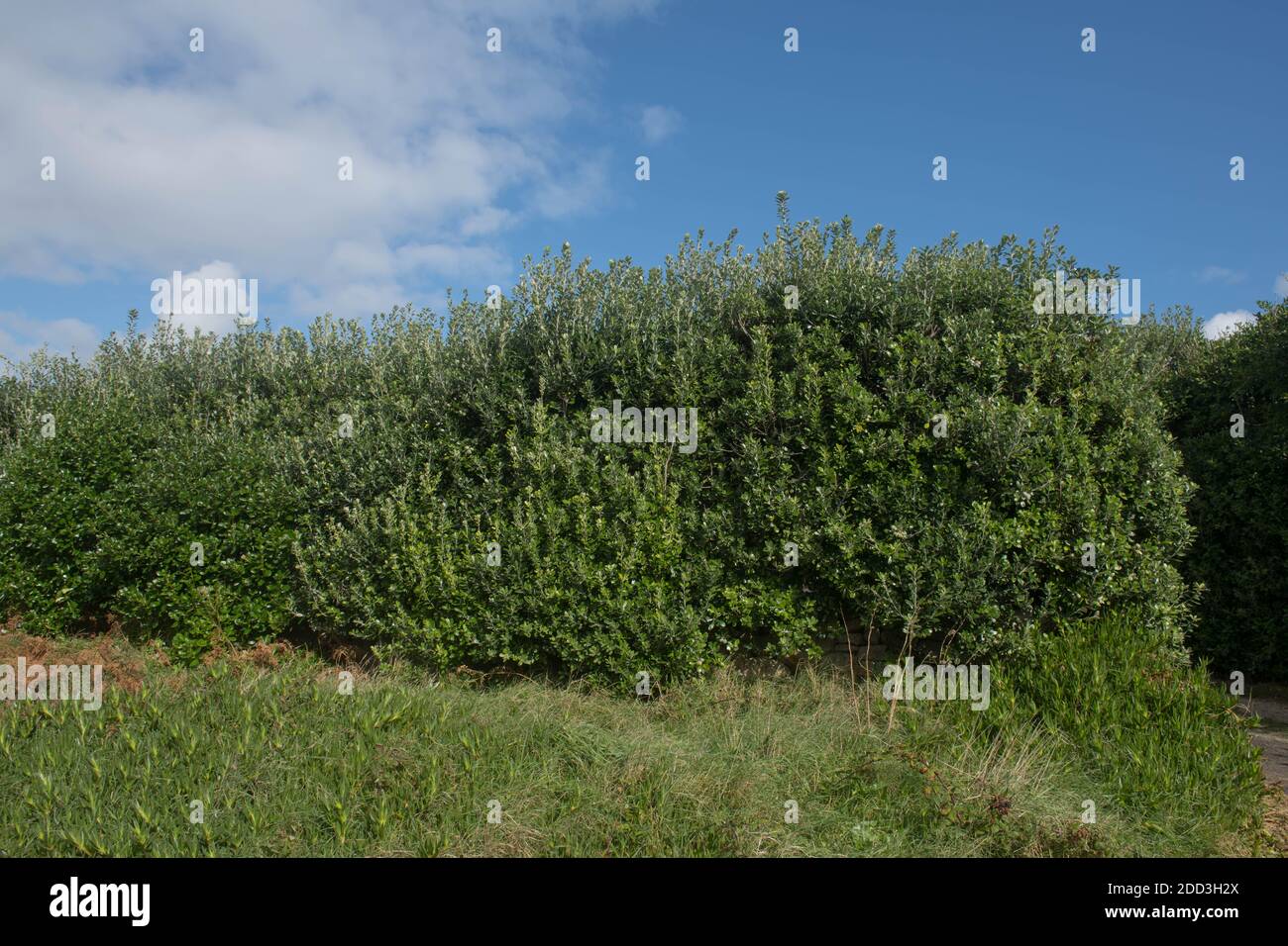 Seed Pods and Foliage of the Evergreen Karo Shrub (Pittosporum crassifolium) Growing by the Coast on the Island of Bryher in the Isles of Scilly Stock Photo