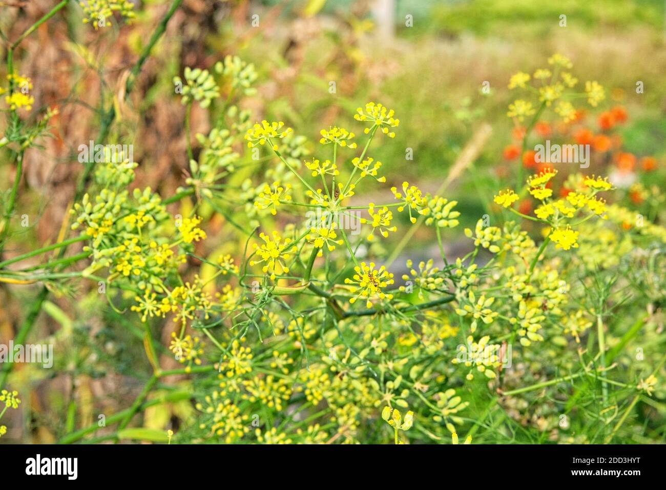 Star anise flowers bloom in the meadow. Many small yellow flowers grow in the farmers garden. Stock Photo