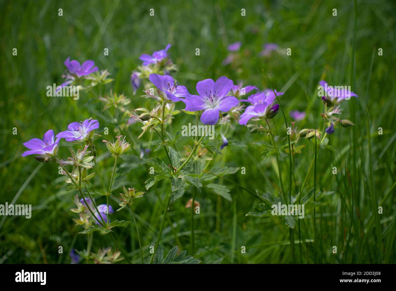 Beautiful purple wild flowers on hi-res stock photography and images ...