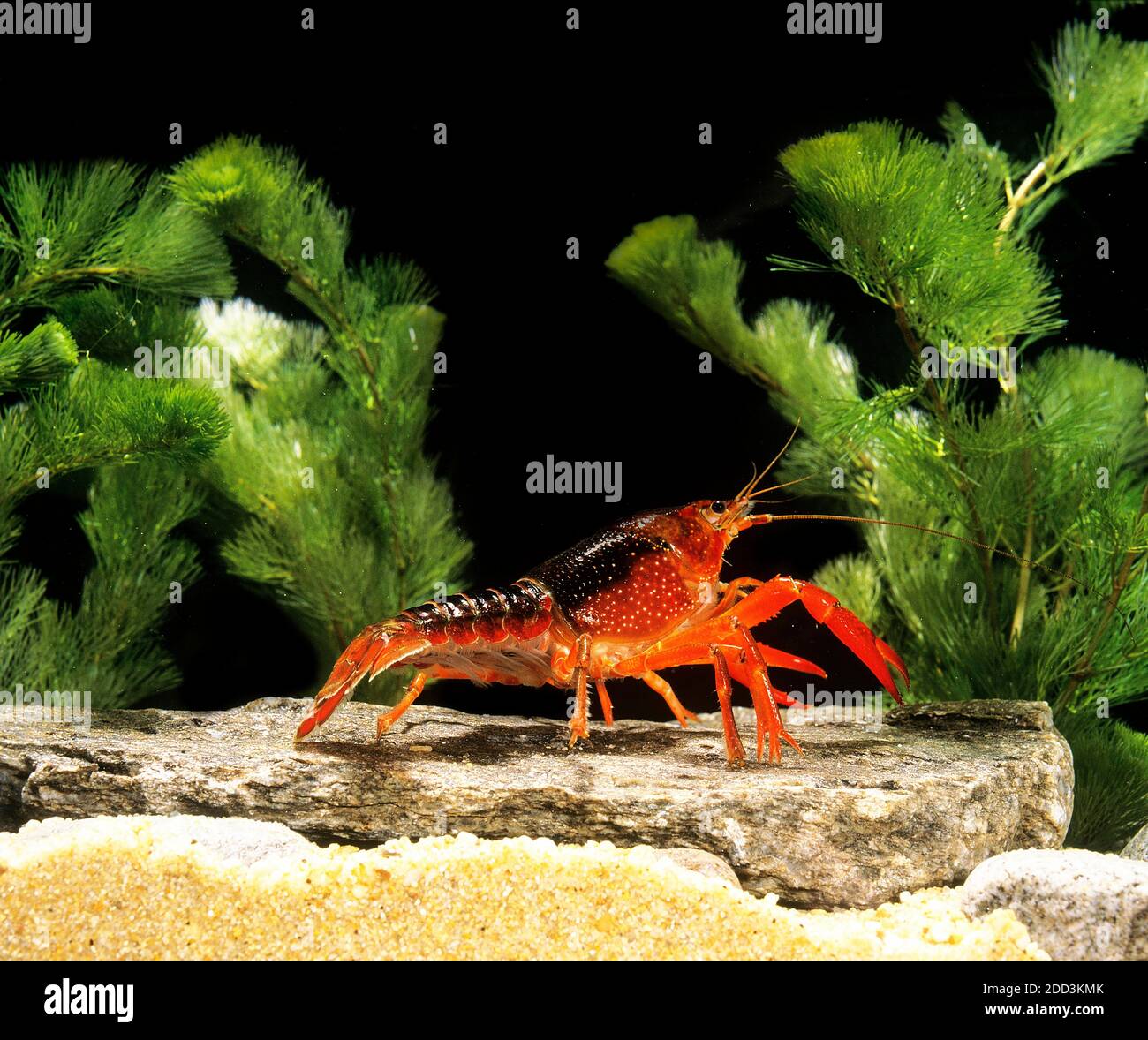 Louisiana Crayfish, procambarus clarkii Stock Photo