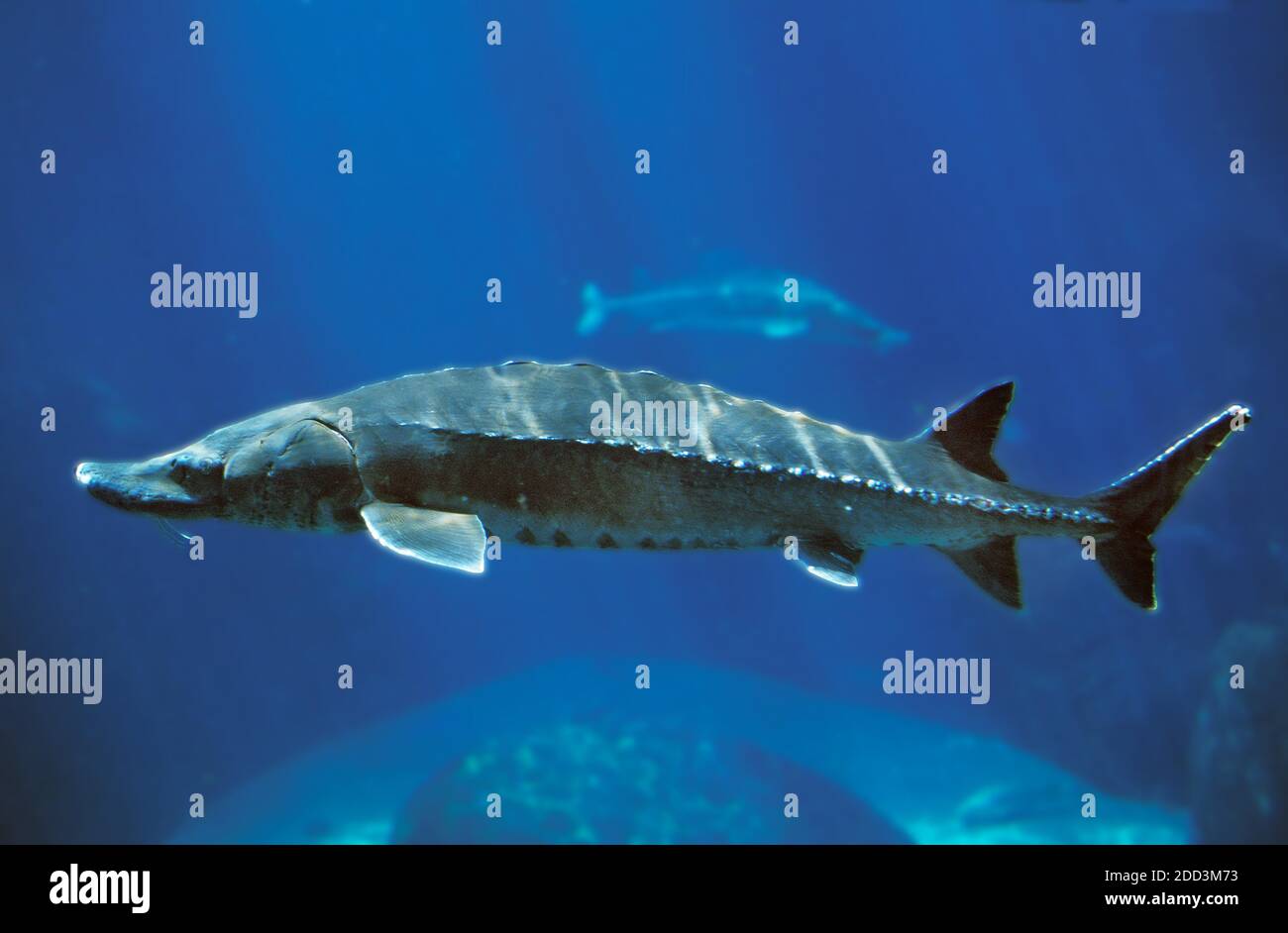 Acipenser Lake Sturgeon, acipenser fulvescens, Adult Stock Photo - Alamy