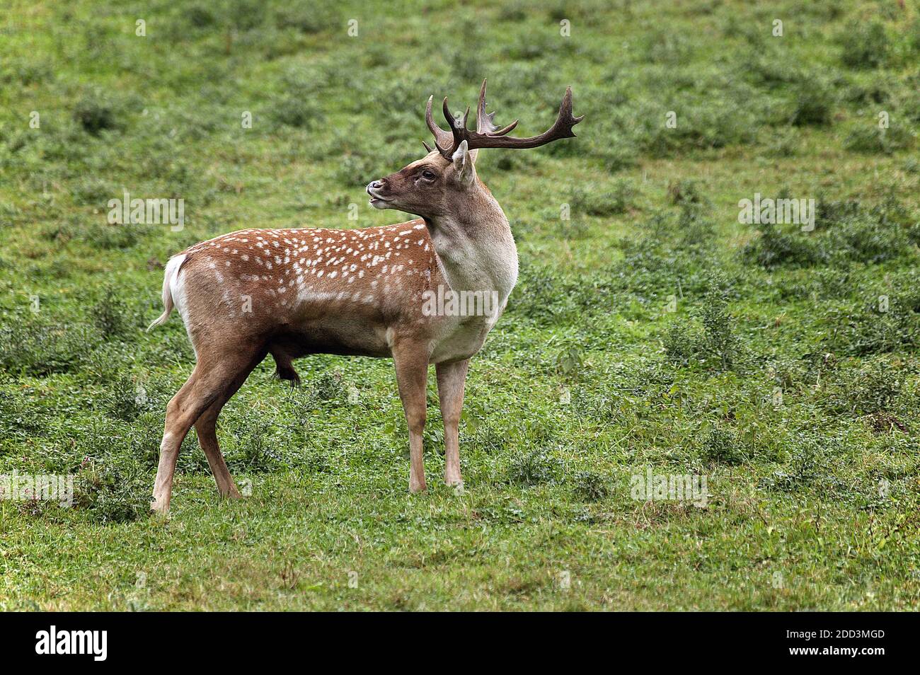 Persian Fallow Deer, dama mesopotamica, Male Stock Photo