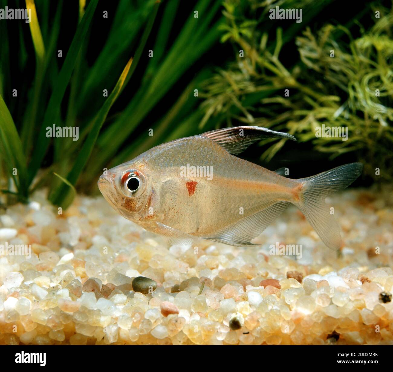 Bleeding Heart Tetra, hyphessobrycon rubrostigma Stock Photo