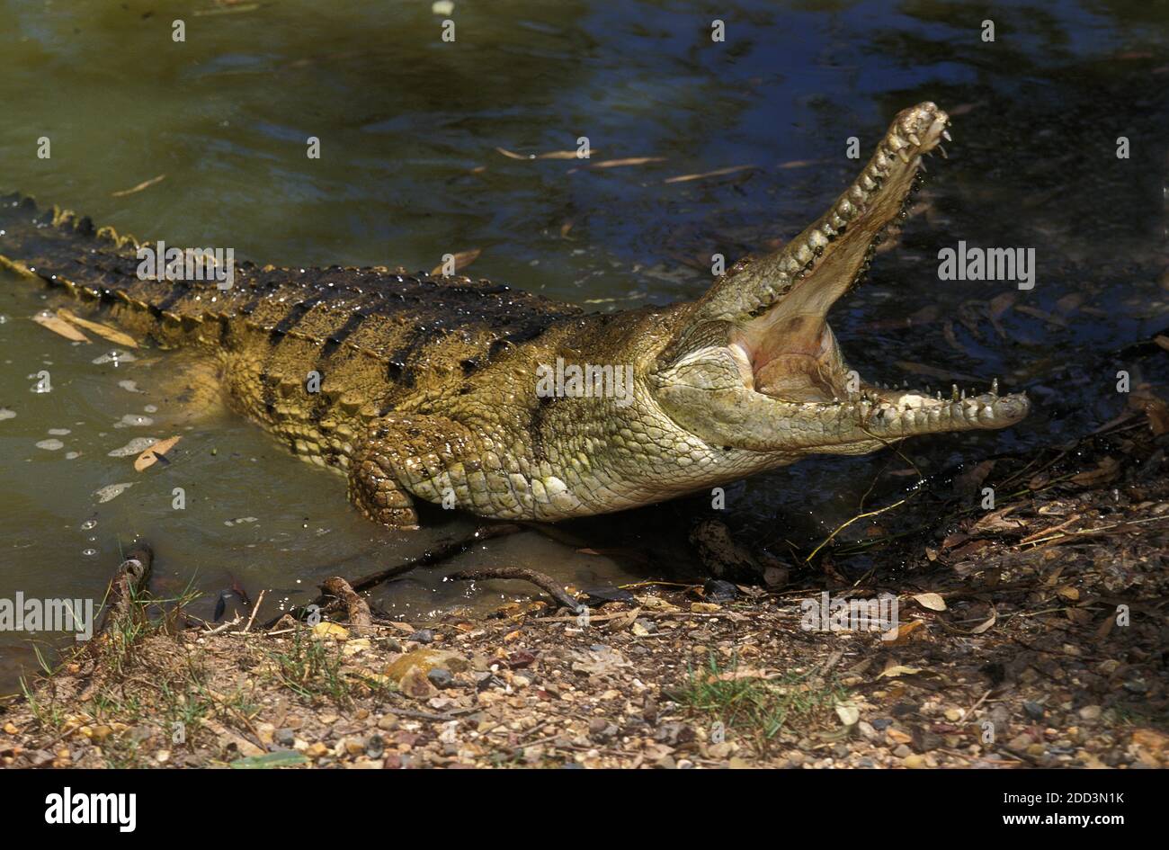 Australian Freswater Crocodile, crocodylus johnstoni, Adult with Open ...