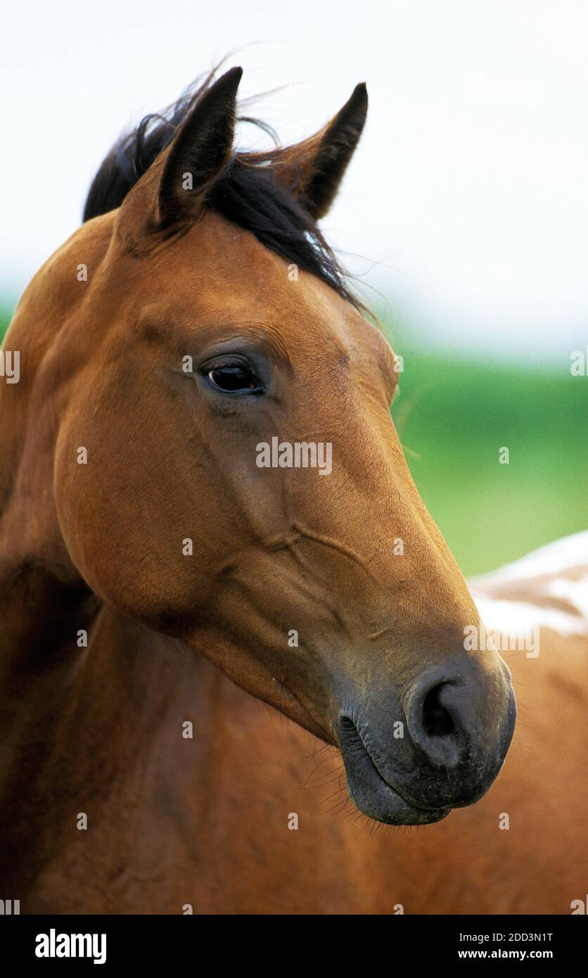American Saddlebred Horse, Portrait d'un Adulte Stock Photo
