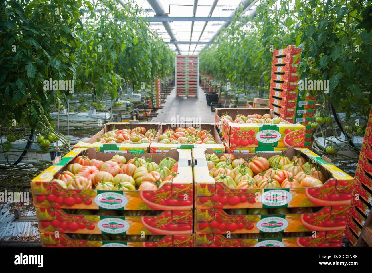 Plouescat (Brittany, north-western France): cultivation of tomatoes under a greenhouse for the producer “Prince de Bretagne” Stock Photo
