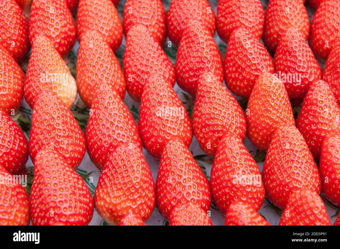Strawberry gariguette plant hires stock photography and images Alamy