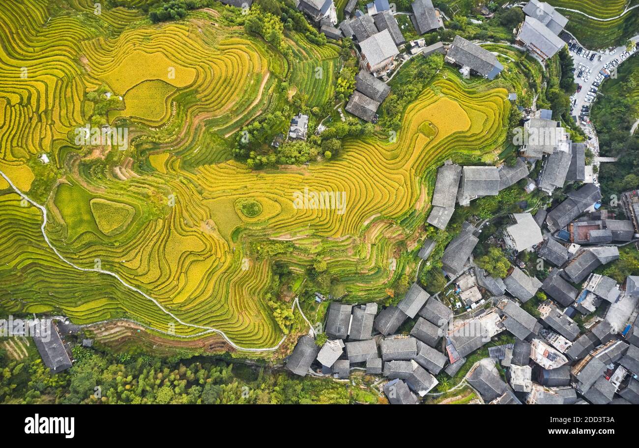 Dragon born dragon ridge terrace autumn scenery in guilin Stock Photo ...