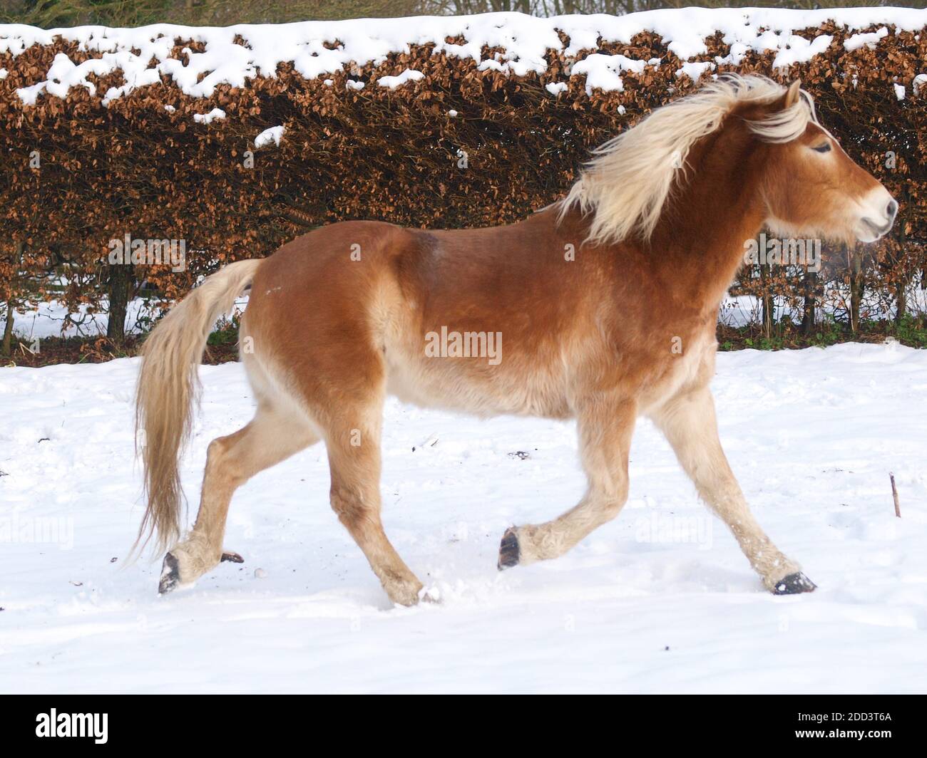 A Haflinger horse enjoys being at liberty in a snowy paddock. Stock Photo