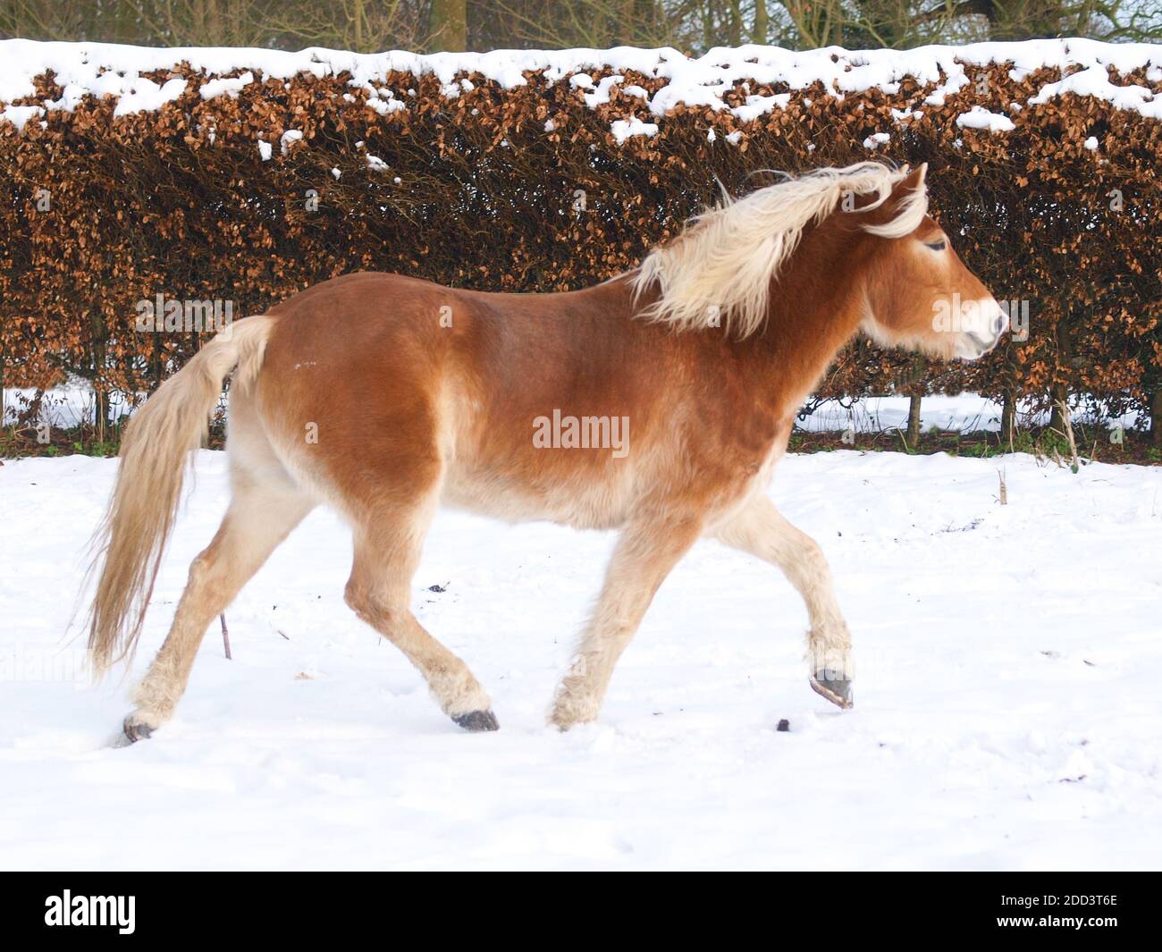 A Haflinger horse enjoys being at liberty in a snowy paddock. Stock Photo