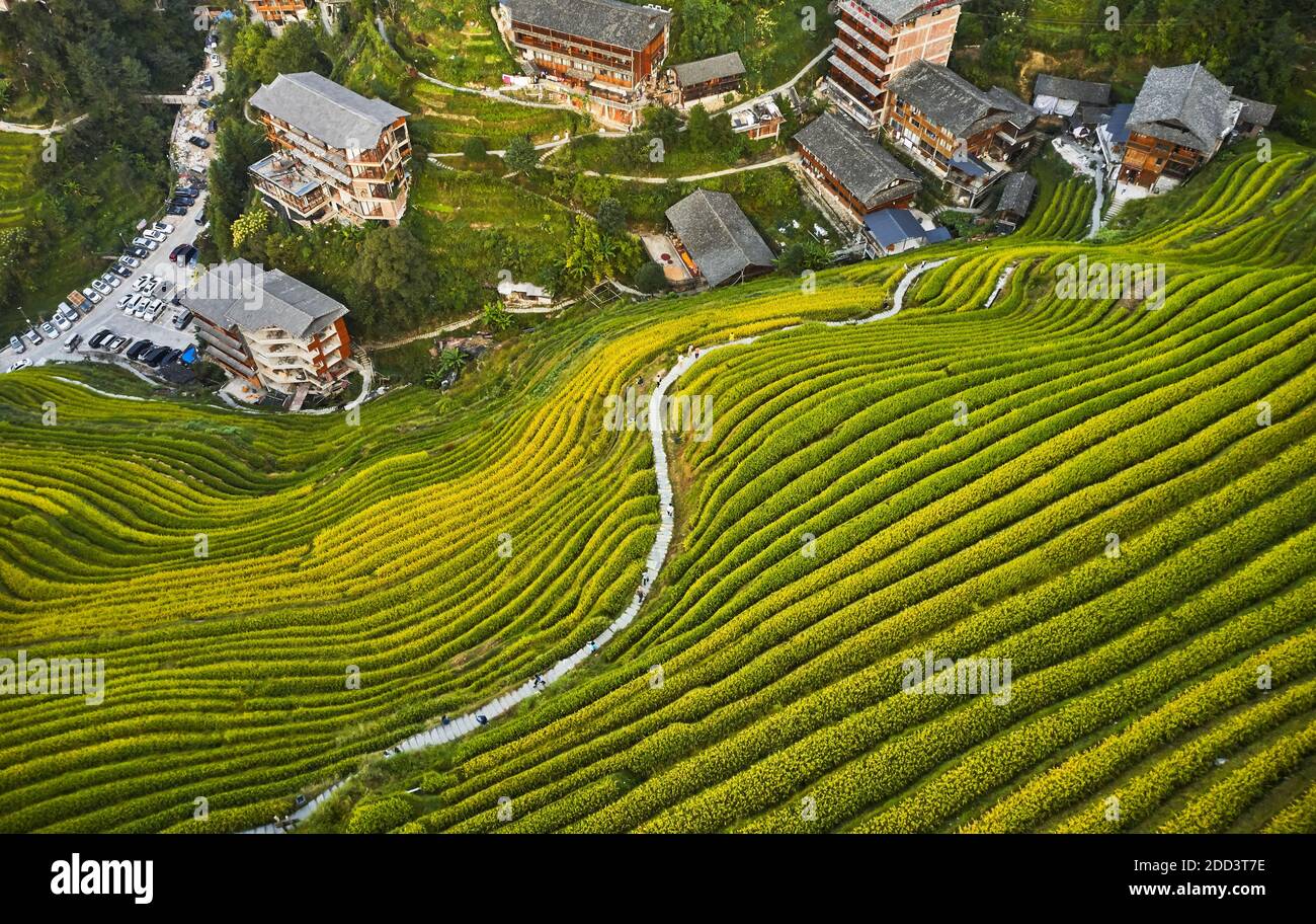 Dragon born dragon ridge terrace autumn scenery in guilin Stock Photo ...