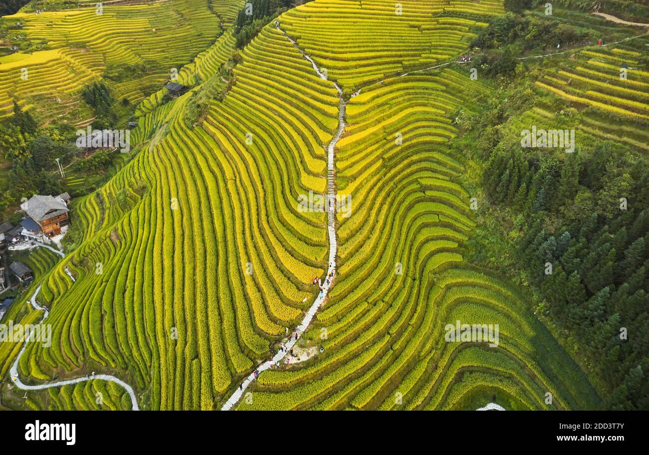 Dragon born dragon ridge terrace autumn scenery in guilin Stock Photo ...
