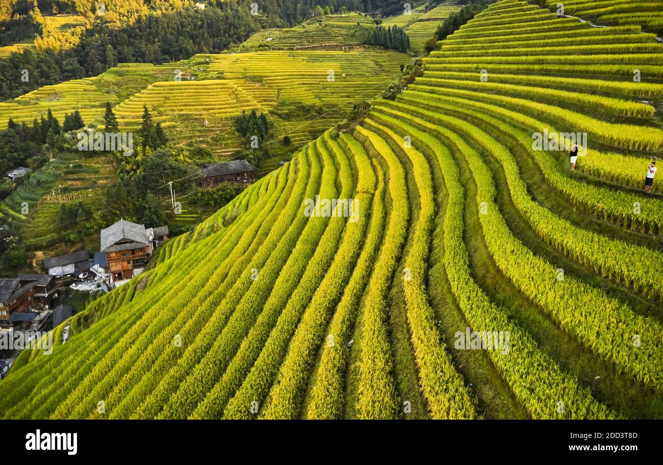 Dragon born dragon ridge terrace autumn scenery in guilin Stock Photo ...