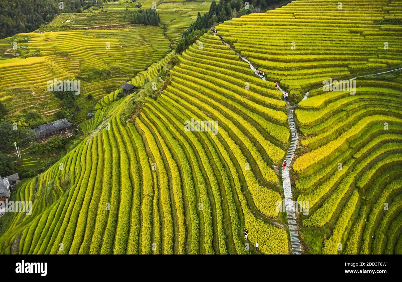 Dragon born dragon ridge terrace autumn scenery in guilin Stock Photo ...