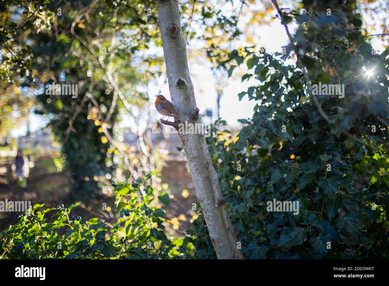 Majestic robin standing on the small branch of a tree Stock Photo