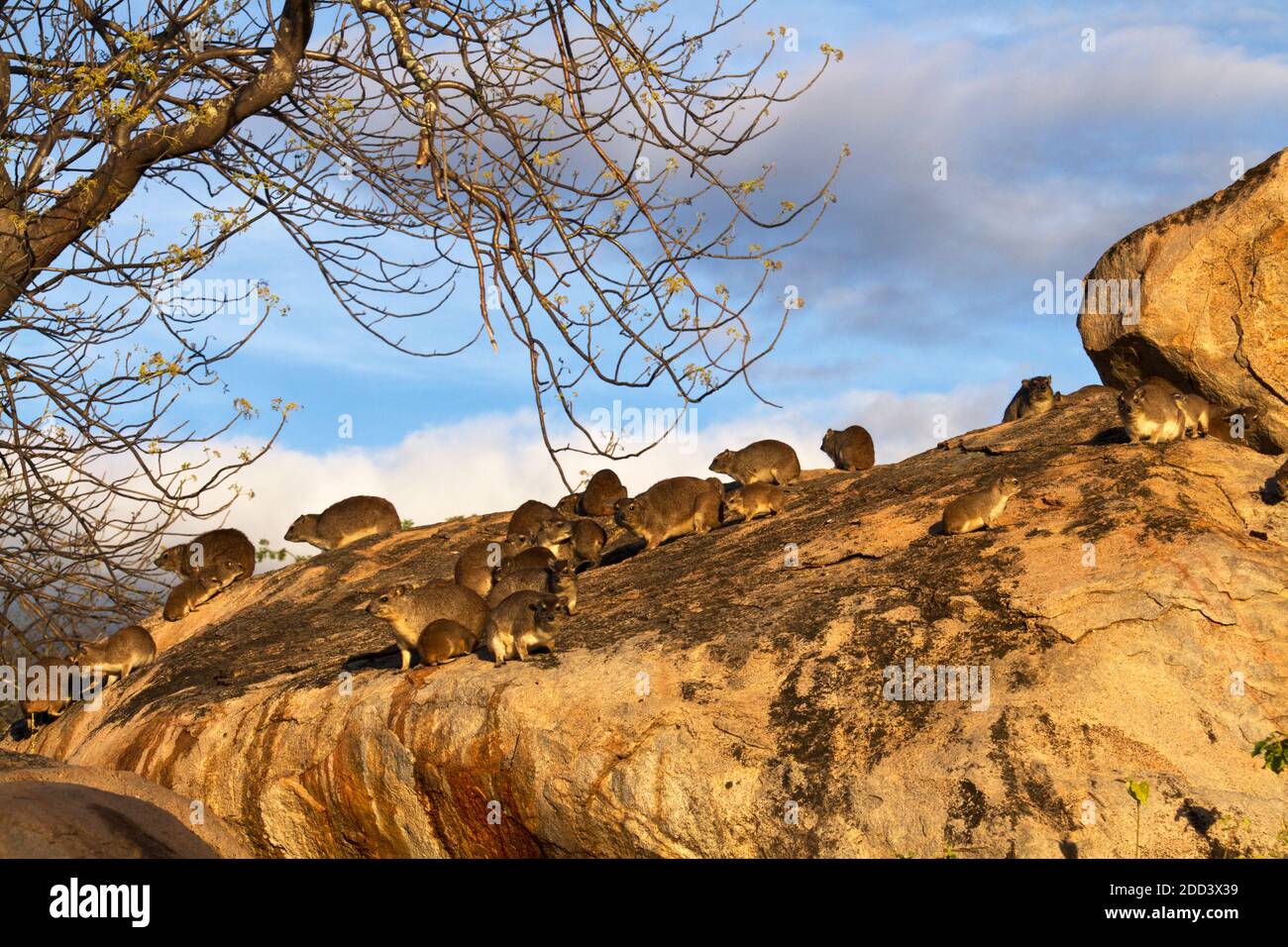 A colony of Bush Hyrax sunbath in the afternoon light before they huddle in crevasses in the granite boulders during the night. Stock Photo