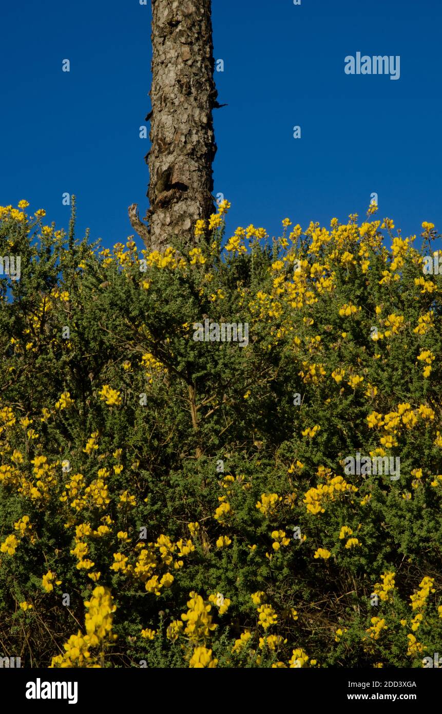 Canary Island pine Pinus canariensis and Canary Island flatpod Adenocarpus foliolosus. Natural Reserve of Inagua. Gran Canaria. Canary Islands. Spain. Stock Photo