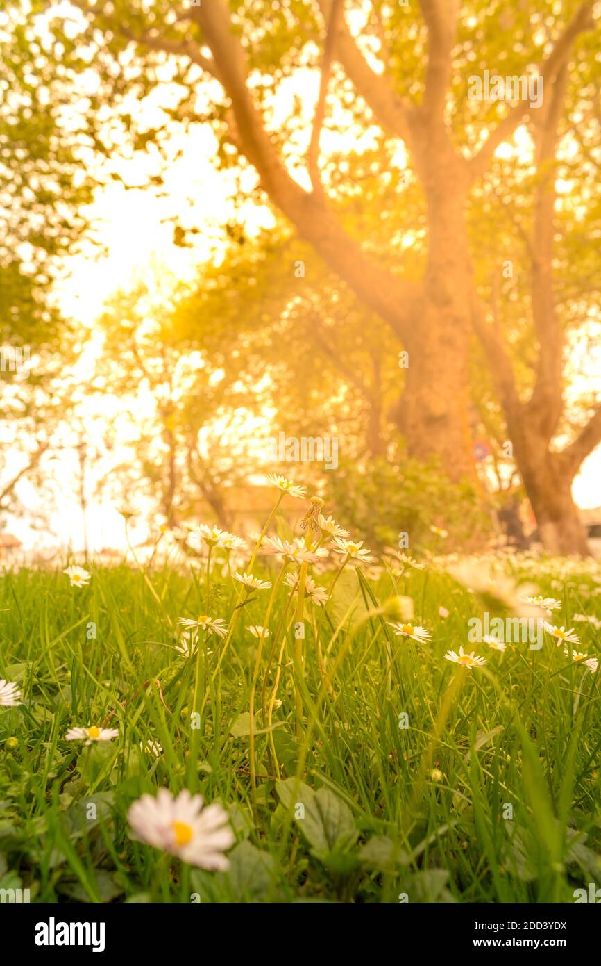 Beautiful white daisy flowers under the warming sunlight in a field. Stock Photo