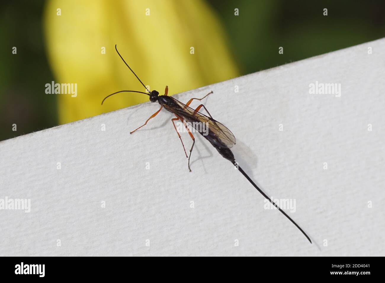Female Ichneumon wasp with a long ovipositor walks over a ribbed white ...