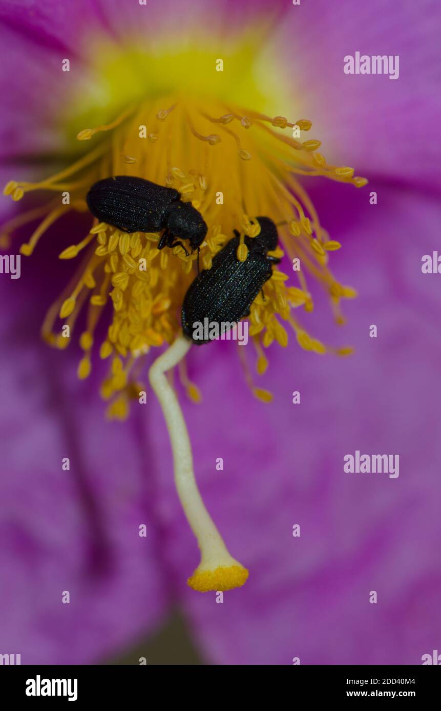 Darkling beetles on a flower of Cistus symphytifolius. Integral Natural Reserve of Inagua. Gran Canaria. Canary Islands. Spain. Stock Photo