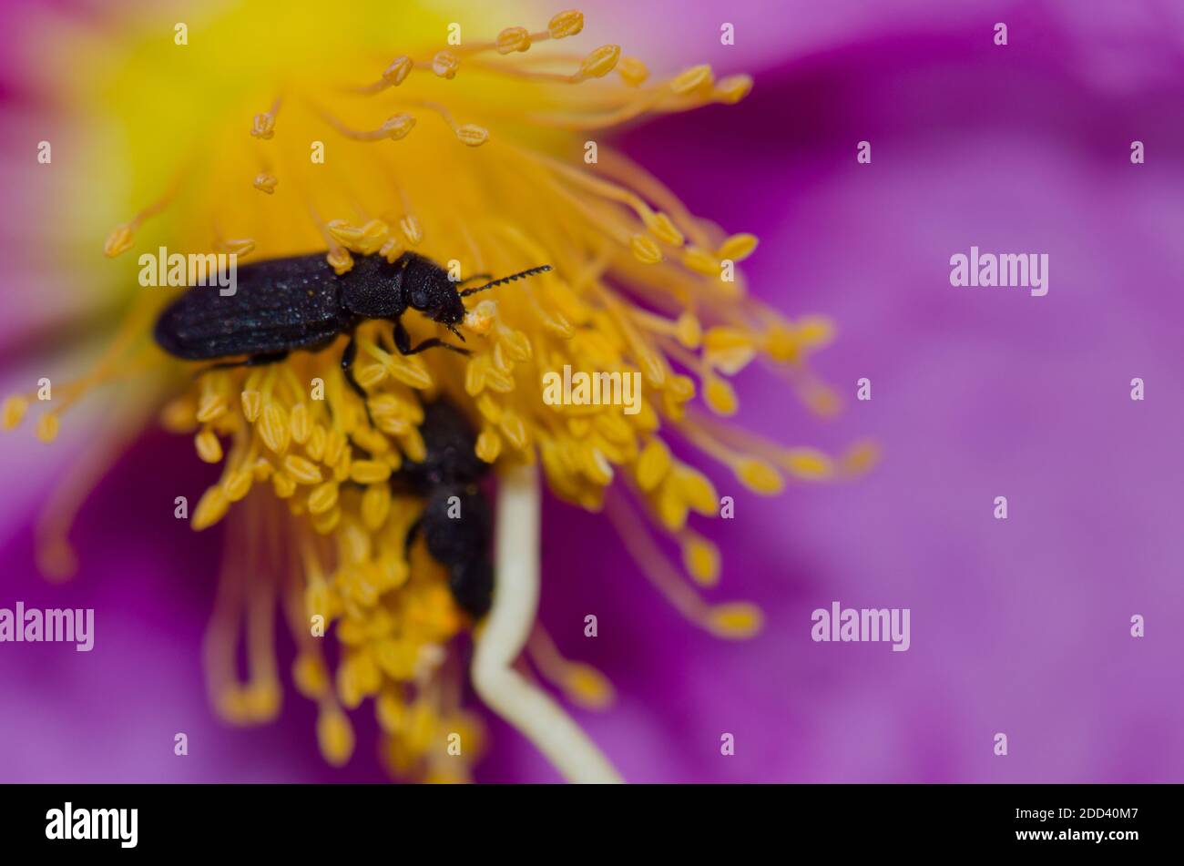Darkling beetles on a flower of Cistus symphytifolius. Integral Natural Reserve of Inagua. Gran Canaria. Canary Islands. Spain. Stock Photo