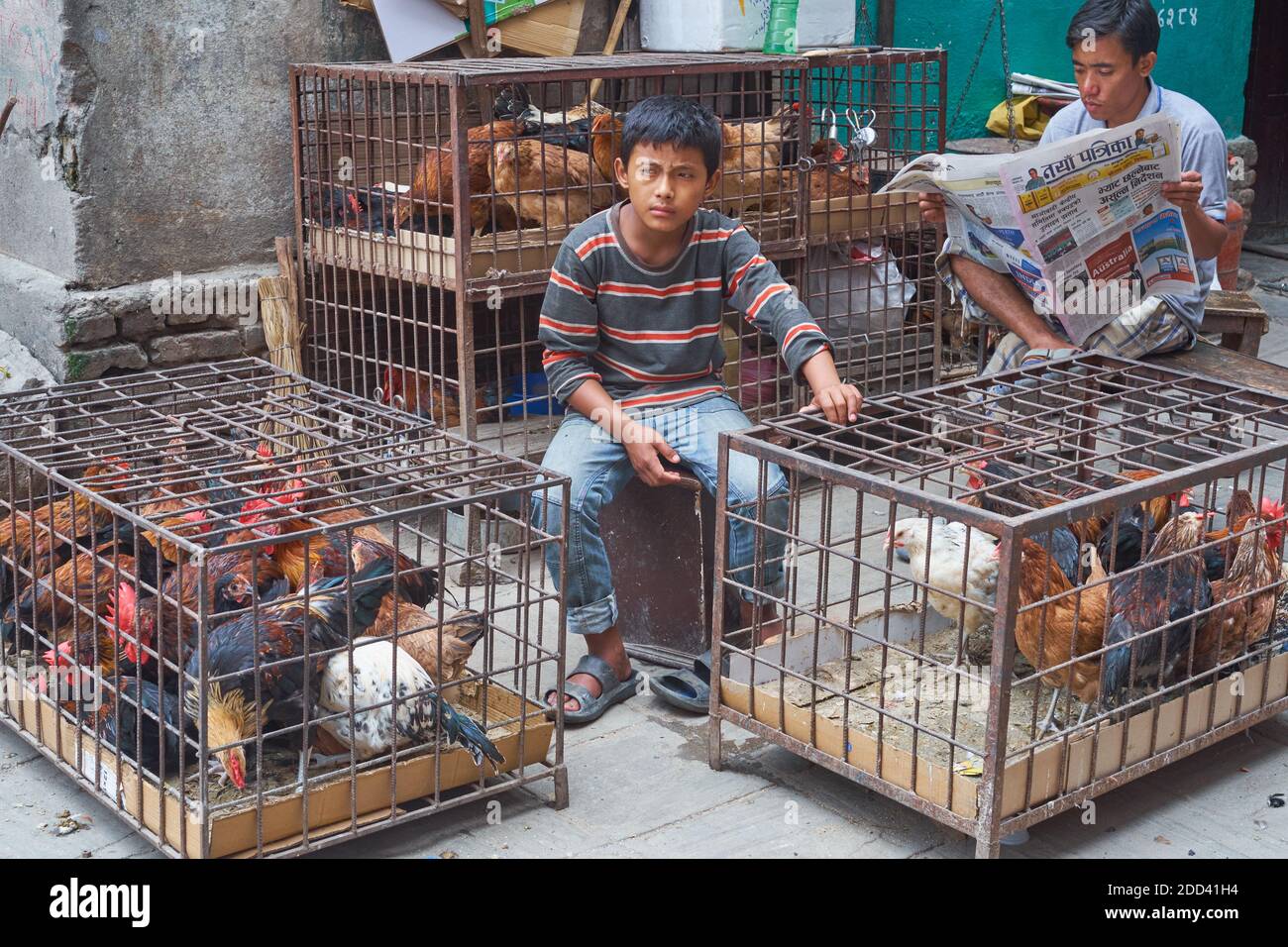 A young chicken vendor in Kathmandu, Nepal, sitting between his cages full of chickens Stock Photo