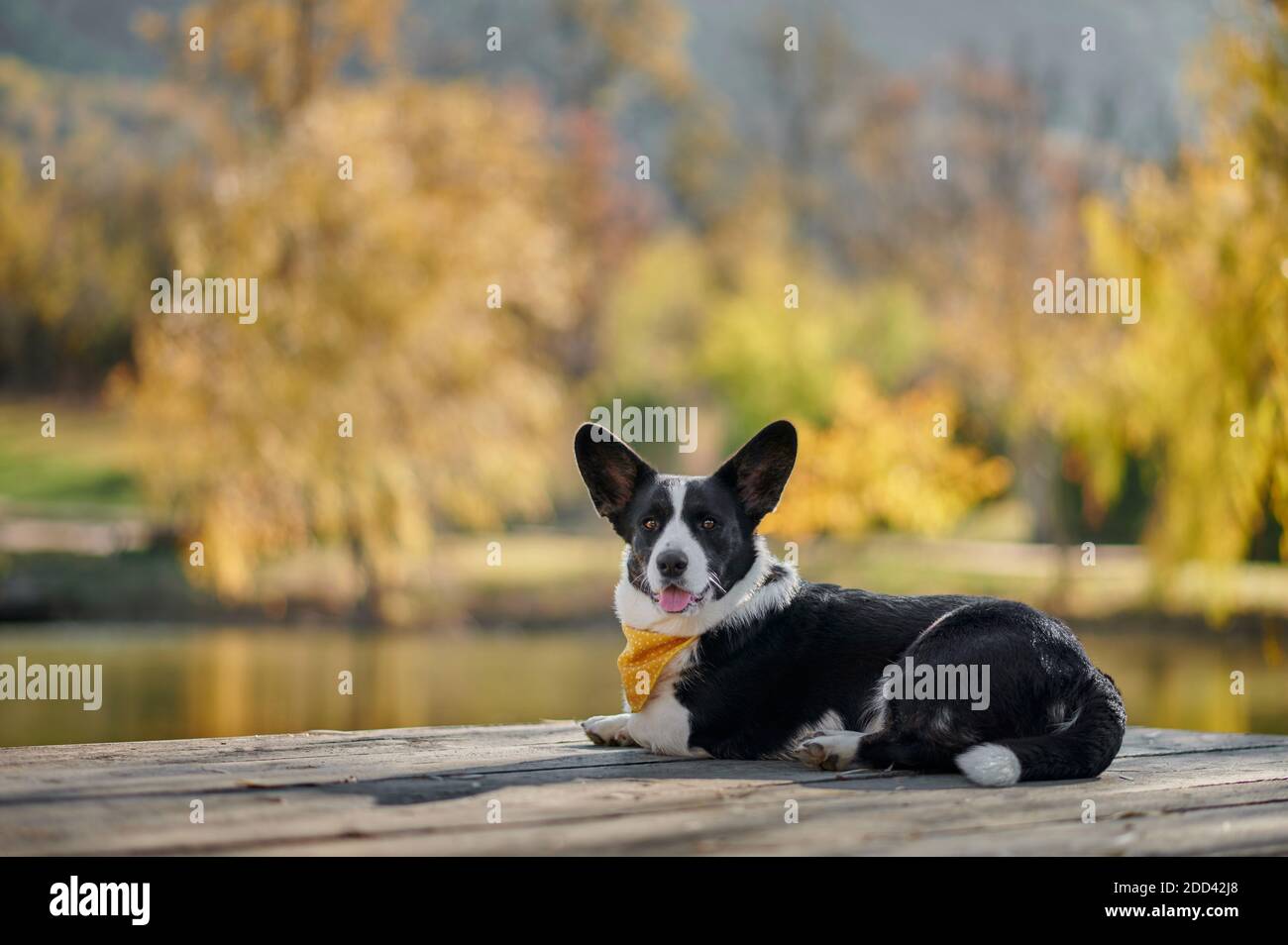 Cardigan welsh corgi is lying at the autumn nature view. Happy breed dog outdoors. Little black and white shepherd dog. Stock Photo