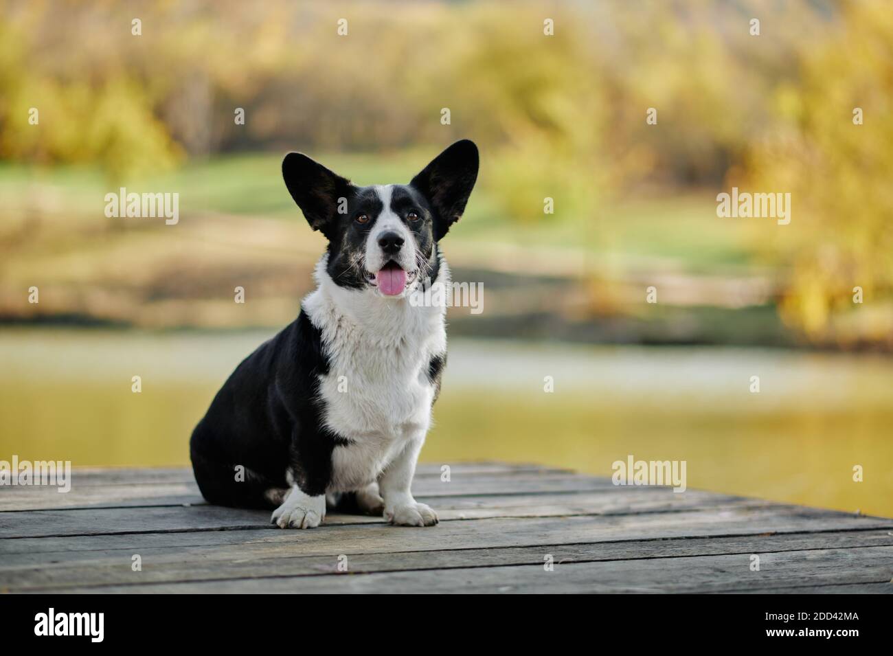 Cardigan welsh corgi is sitting at the autumn nature view. Happy breed dog outdoors. Little black and white shepherd dog. Stock Photo