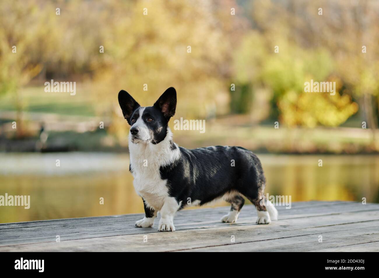 Black and white cardigan welsh corgi 2025