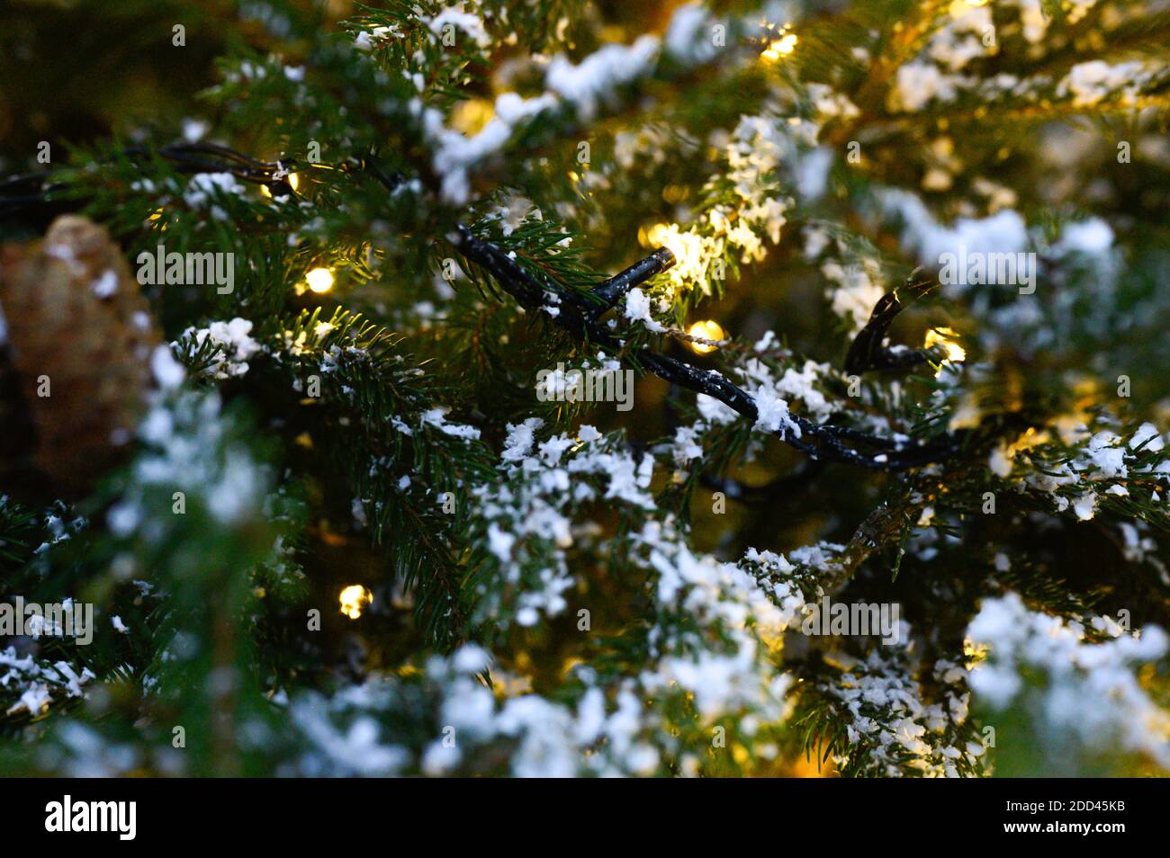 Christmas tree branches in the snow and glowing lights of Golden color ...