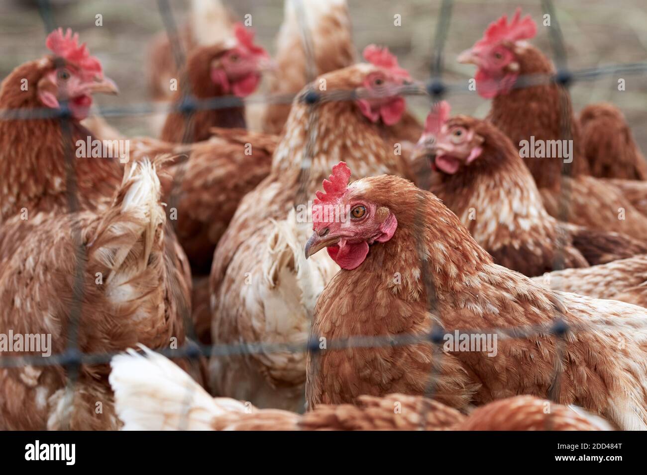 Flock of hens on an organic poultry farm behind a chicken wire Stock Photo