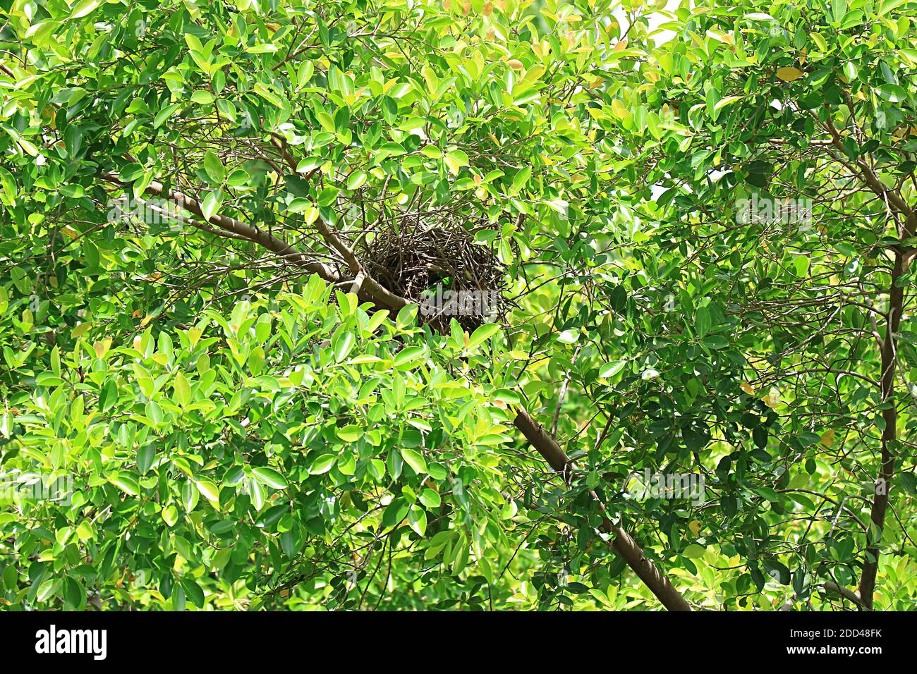 Empty nest cast picture