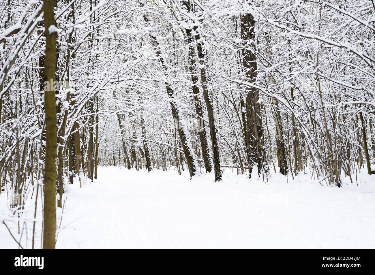 snow covered trees in the snowy winter forest Stock Photo - Alamy