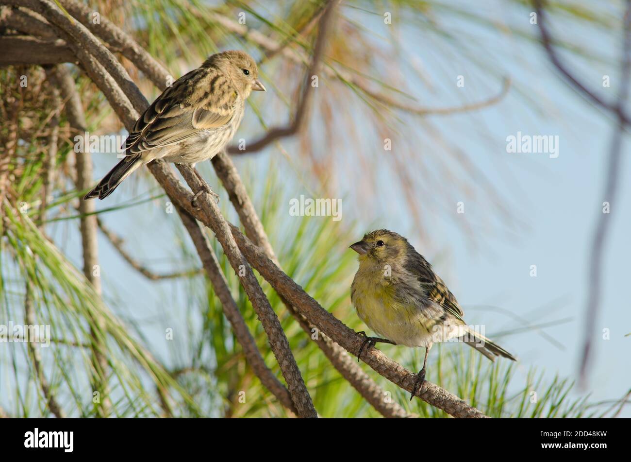 Atlantic canaries Serinus canarius on a branch. Alsandara mountain. Integral Natural Reserve of Inagua. Tejeda. Gran Canaria. Canary Islands. Spain. Stock Photo